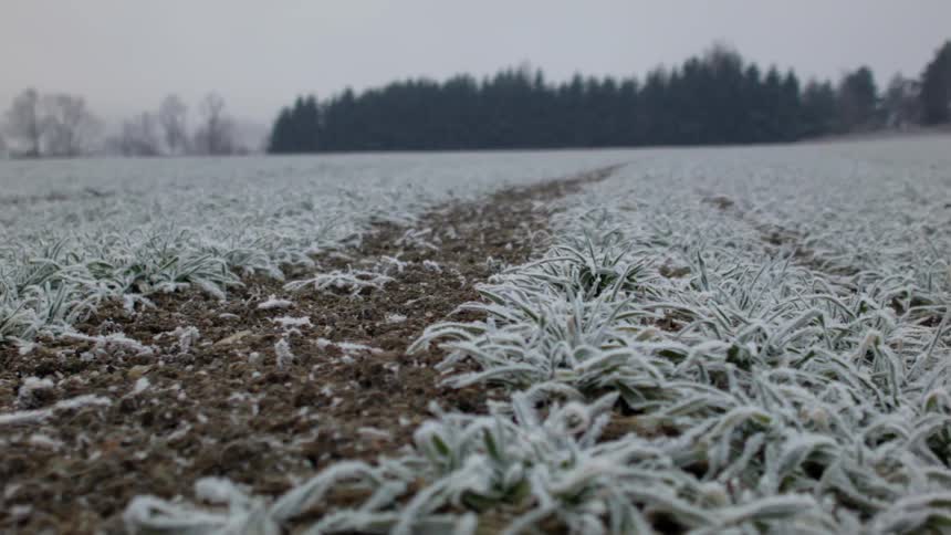 A large field of frozen plants