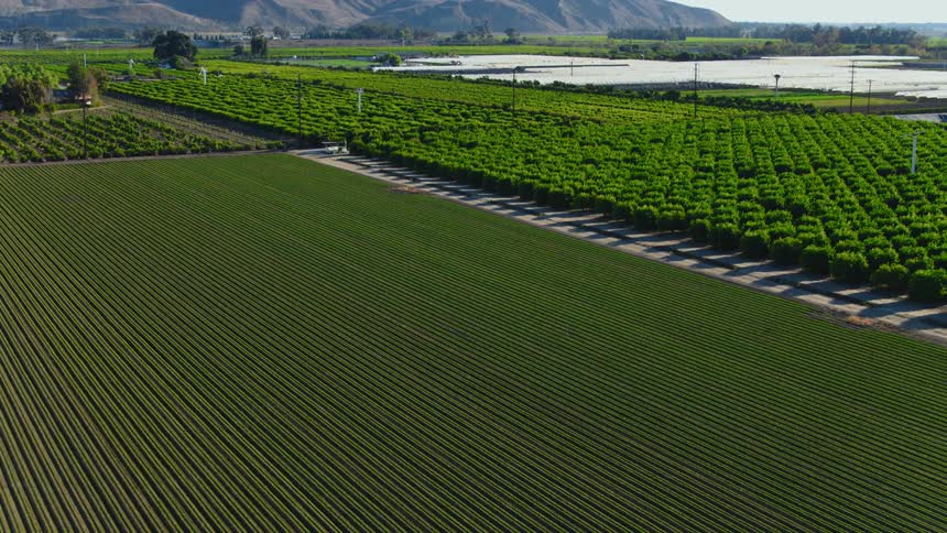 A sprawling farmland is filled with countless long rows of crops that are ready for harvest