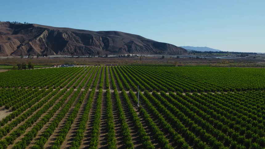 Rows of crops on a farm and there are mountains in the distance under a clear blue sky