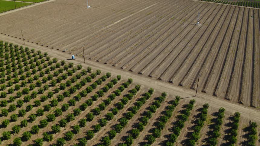 The crops are lined up on the farm
