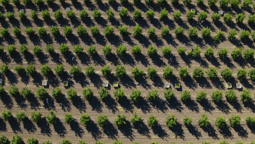 An aerial view of trees in a farm