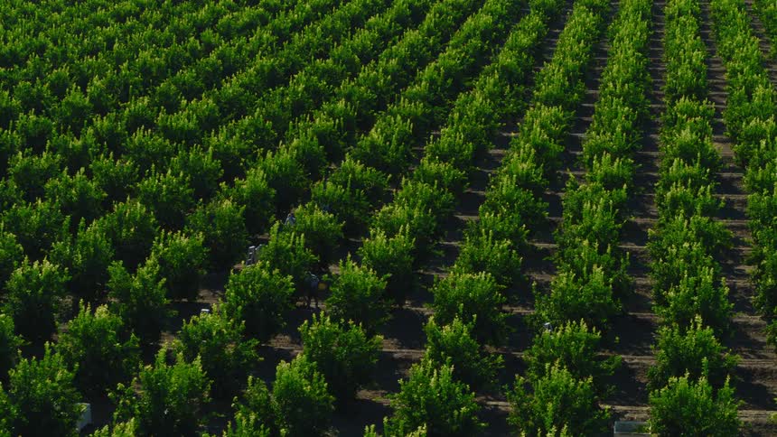 People tending to the trees growing in neat rows on a farm