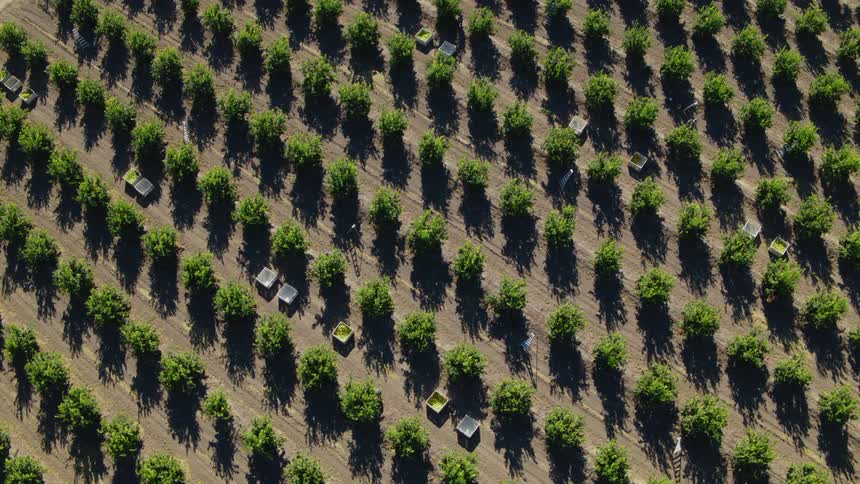 An aerial view of crop of trees planted in a neat row