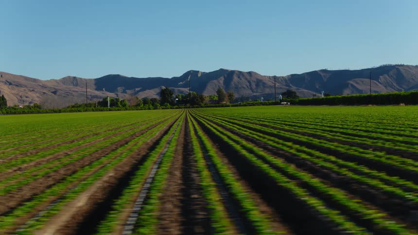 Rows of crops on a farm and there are mountains in the distance under a clear blue sky