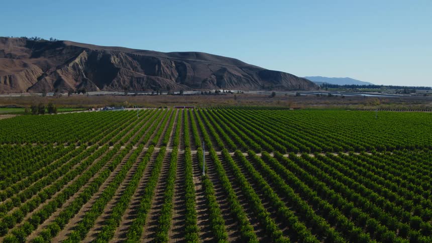 Rows of crops on a farm and there are mountains in the distance under a clear blue sky