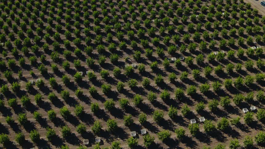 Aerial view of rows of crops on a farm