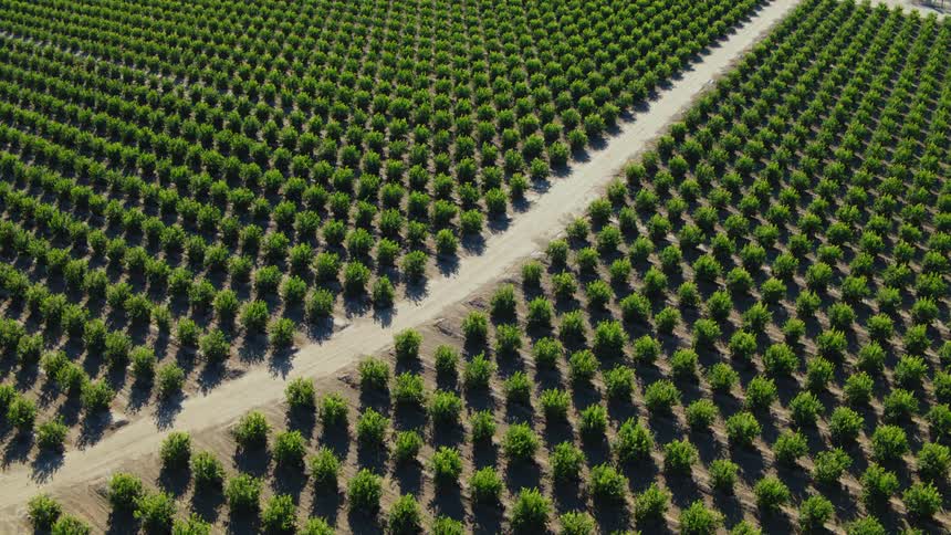 A field of green crops in neat rows on a sunny bright day