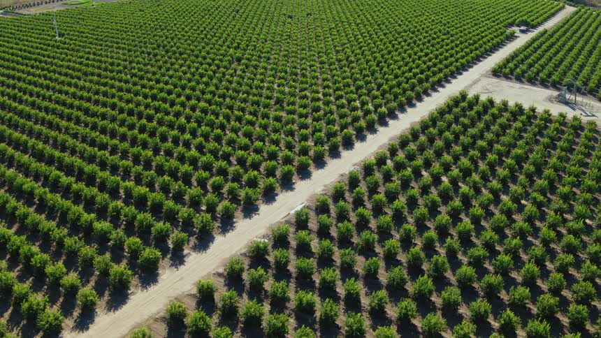 Rows of green crops with a well and pump