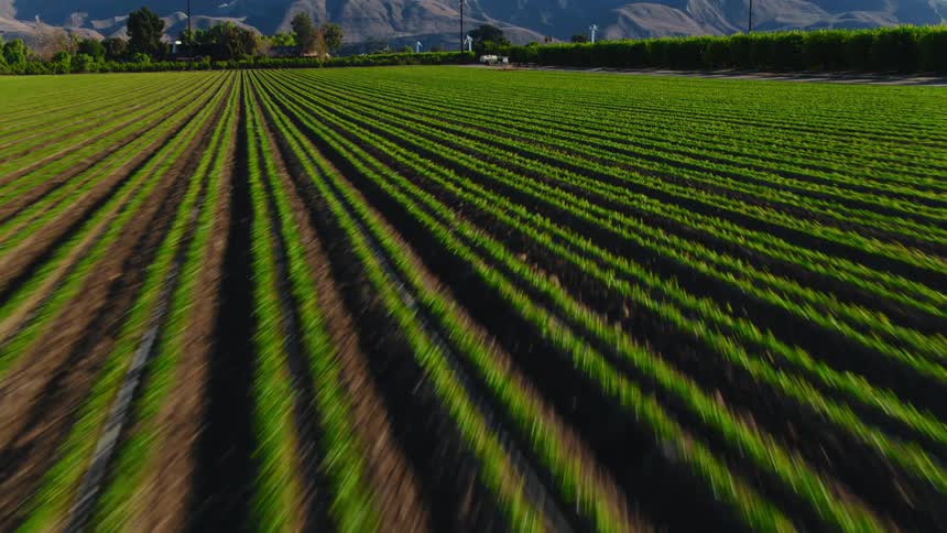 The sun is shining on rows of crops on a farm and there is a mountain in the distance