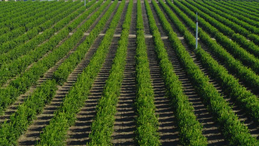 The crops are green all over the farm