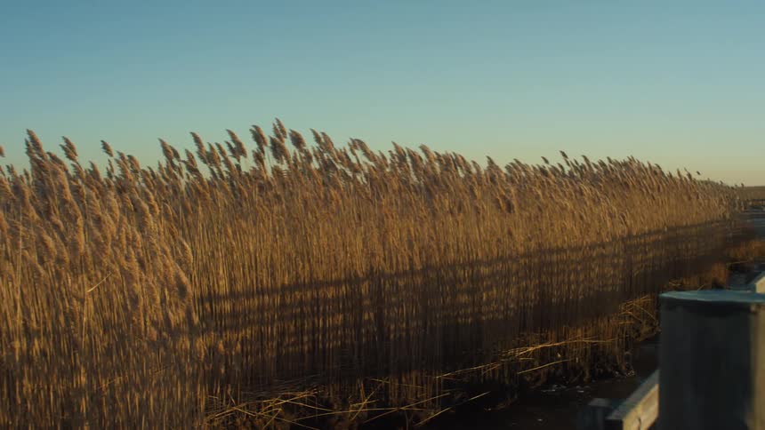 A view of a walkway near reeds at the lake