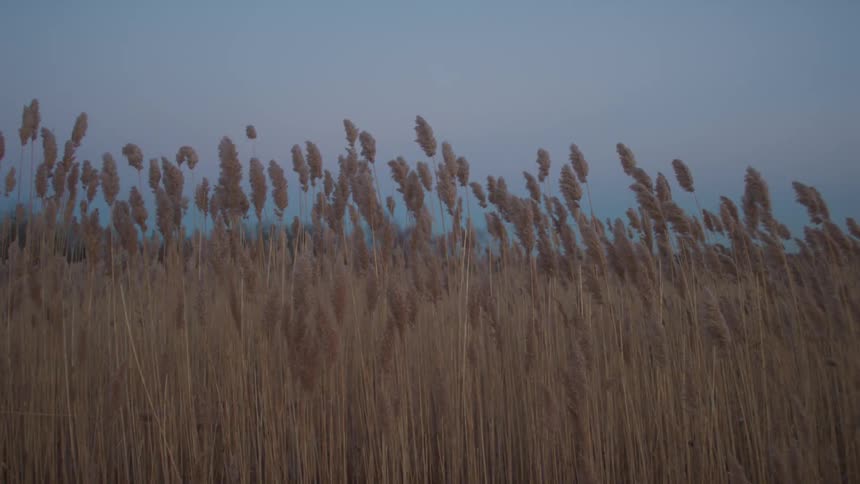 A wheat field is moving in the breeze on a clear day