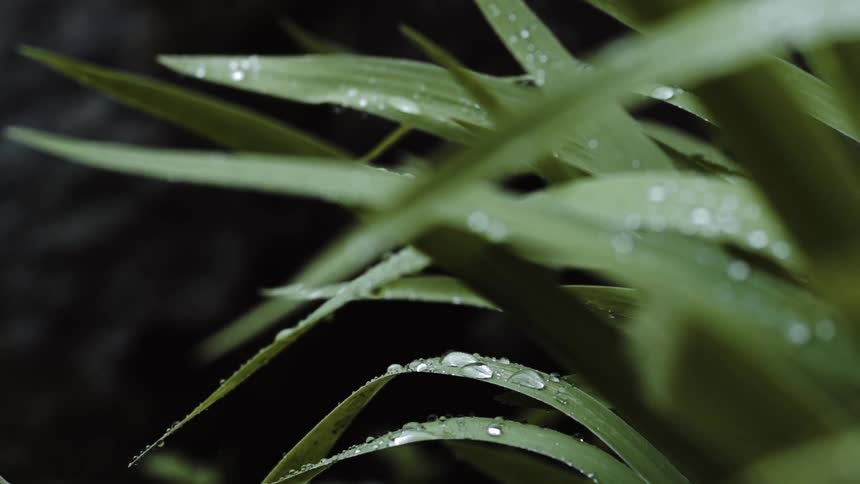 A plant covered in water droplets