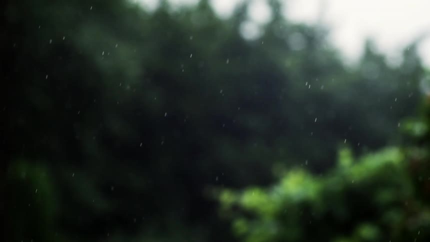 Dust floats through the air in front of a forest