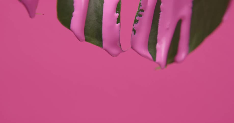 Pink paint falling through a plant leaf in front of a pink background