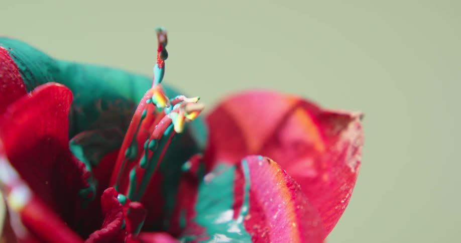 Blue paint flows onto red flower and drips off