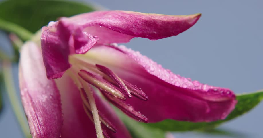 Droplets of rain falling on a flower