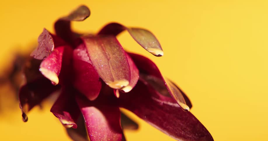 A very close view of a flower blossom with sparkling petals and a yellow background