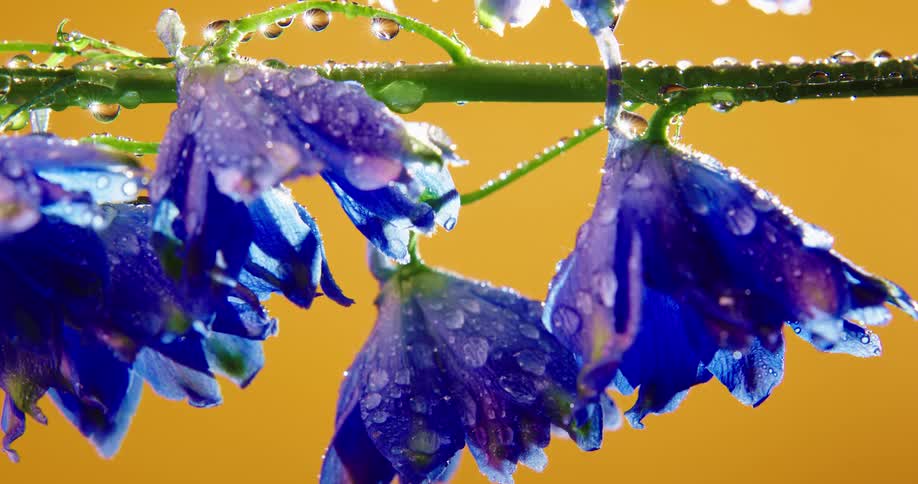Drops of moisture are accumulated on the petals of several small flowers