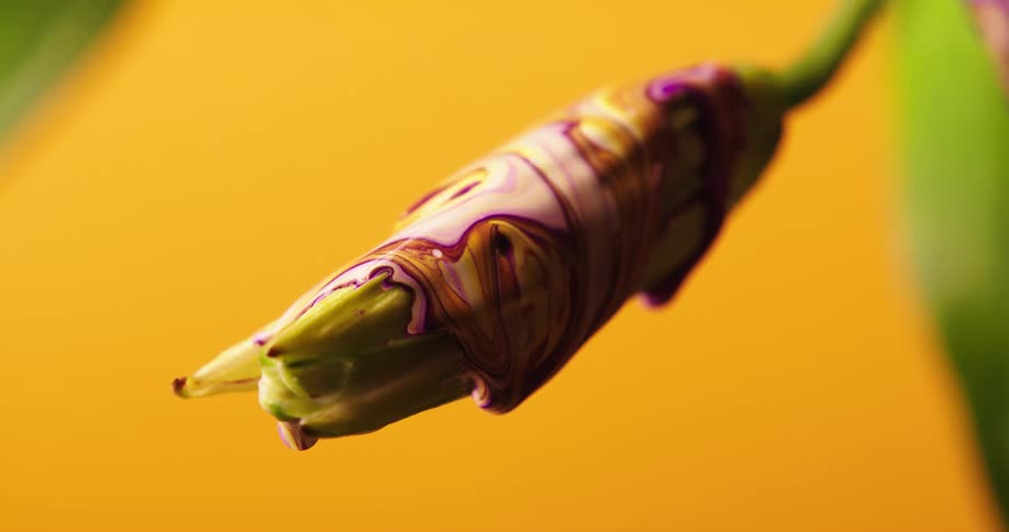 The colorful paint covers the flower