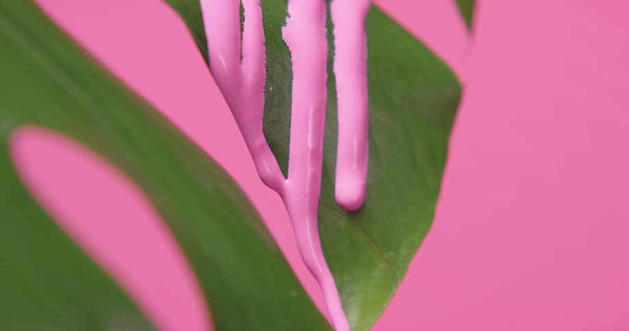 Close view of the leaves of a plant that has pink paint dripping with a pink background