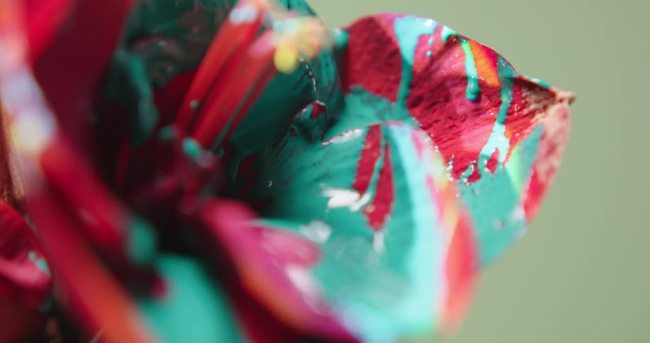 Close view of a flower blossom that has had paint dripped onto it