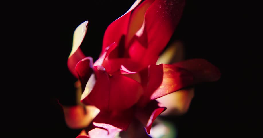 Close up of the red petals of a flower against a black background