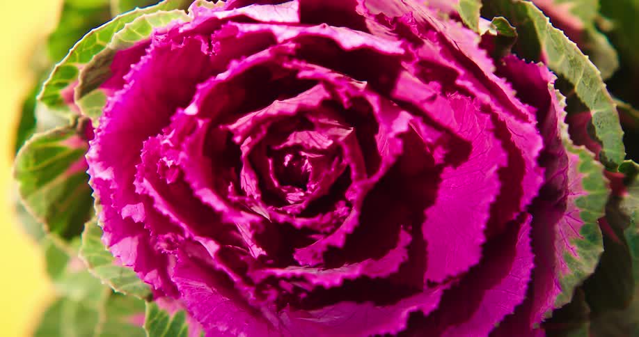 A close up view of a flower