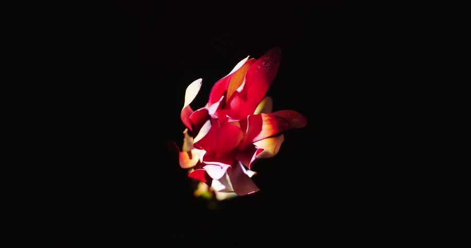 An abstract view of a flower blossom surrounded by total darkness