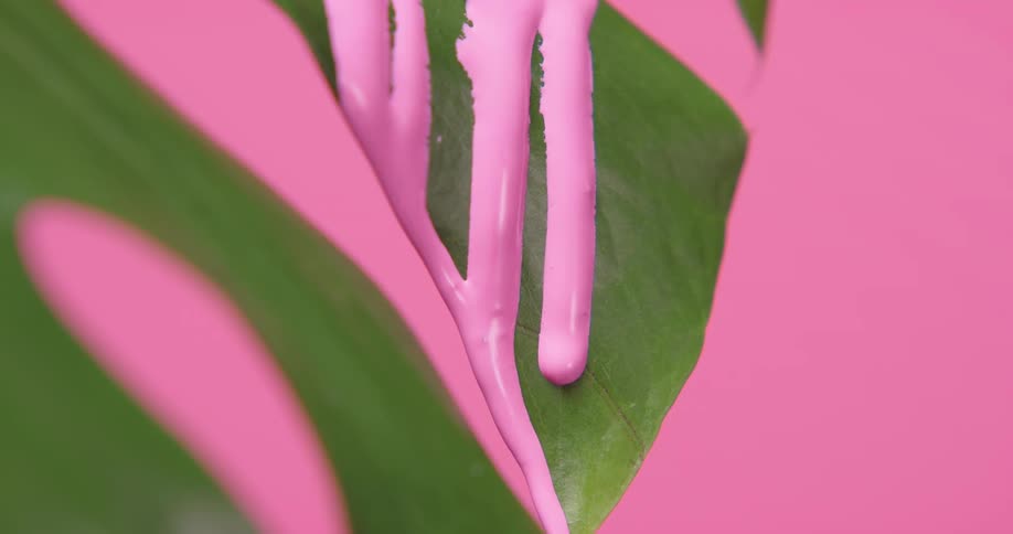 Pink paint that matches a pink wall is poured on a plant leaf