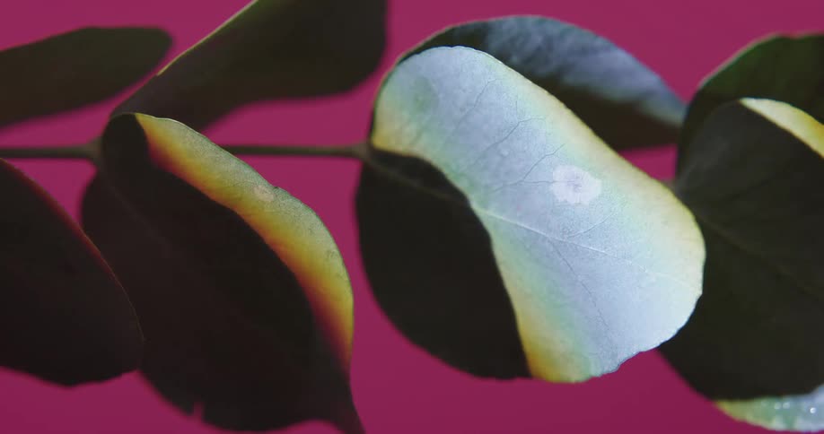 A plants stem and leaves are being illuminated with light shone through a lens causing refraction