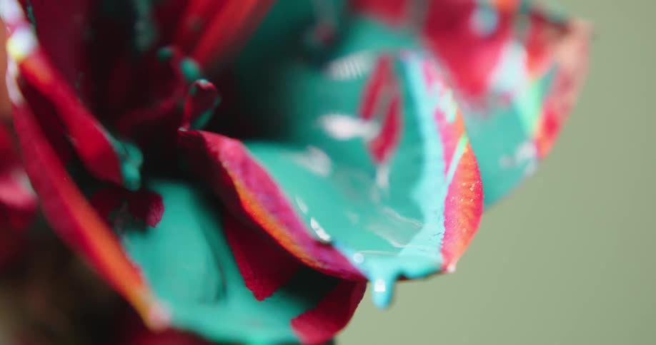 Green paint drips from the pink petals of a flower