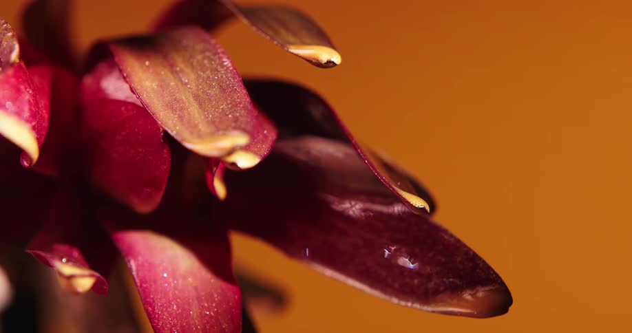 Water sprinkles onto petals of maroonflower sitting against a solid orange background