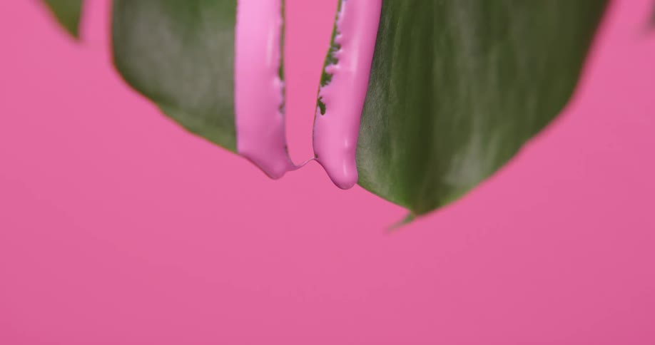 Pink paint falling down through a green leaf in front of a pink background