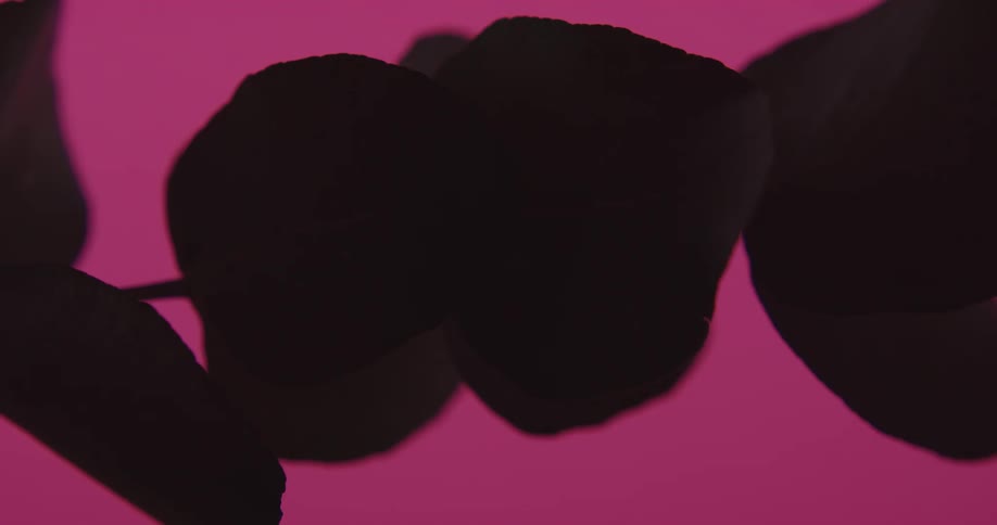 A light passes over painted leaves against a pink background