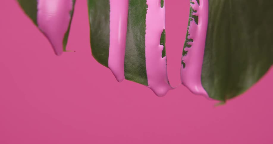 Pink paint falling through a plant leaf in front of a pink background