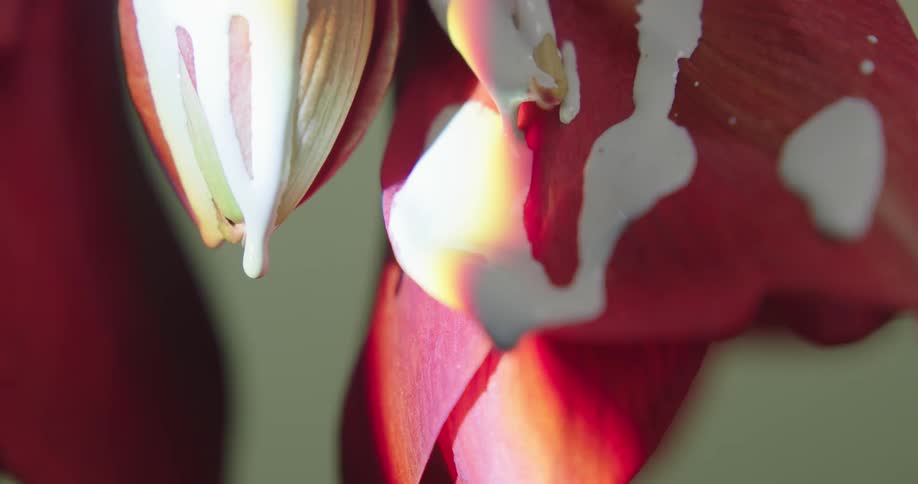 White paint drips off of the petals of a red flower