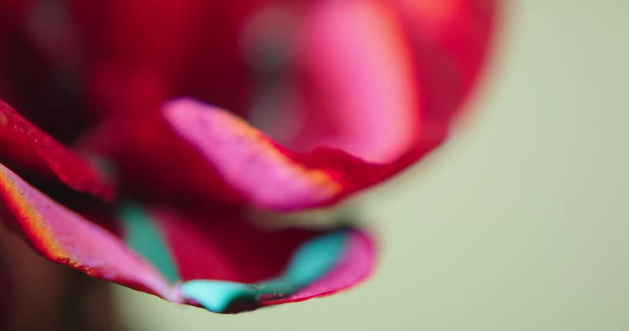 Green paint is poured onto a red flower then drips off the petals