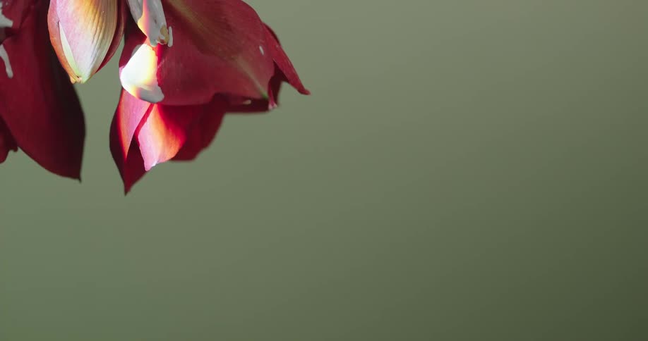 White paint is dripping from a red and white flower in a room with green walls