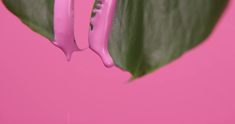 Pink paint drips off the tip of a green leaf against a pink background