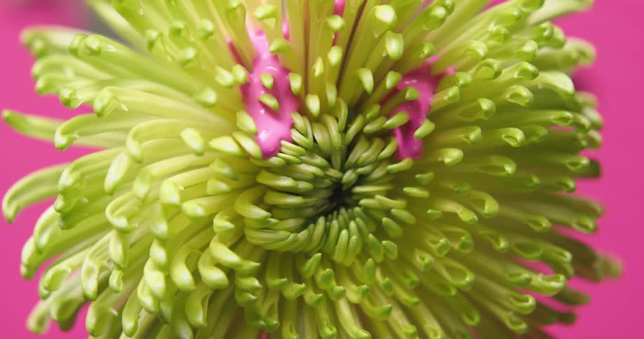 Pink paint flows down through petals of yellow flower against a pink background