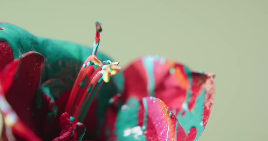 Paint being poured on a flower