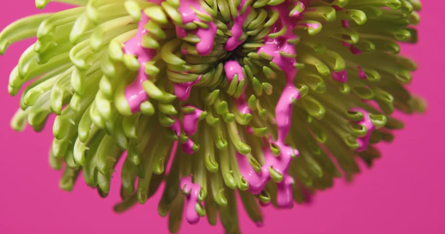A yellow flower has viscous pink liquid dripping down its petals