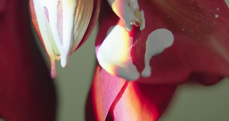 White paint is dripping from a red and white flower