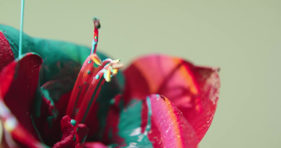 Teal paint is poured over a flower with pink petals