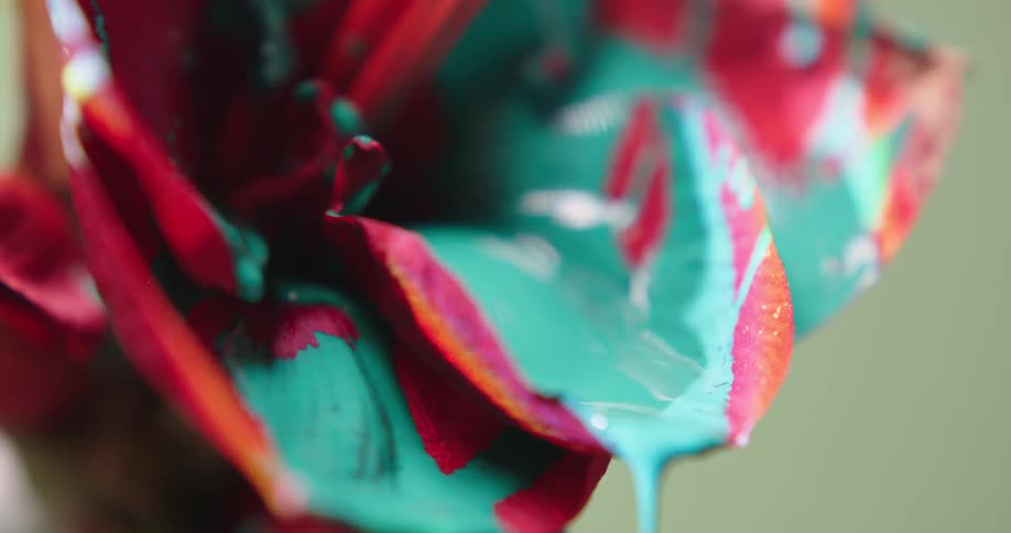 Teal paint drips down from a pink flower