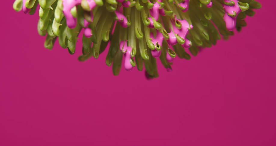 The pink paint drips from the plant