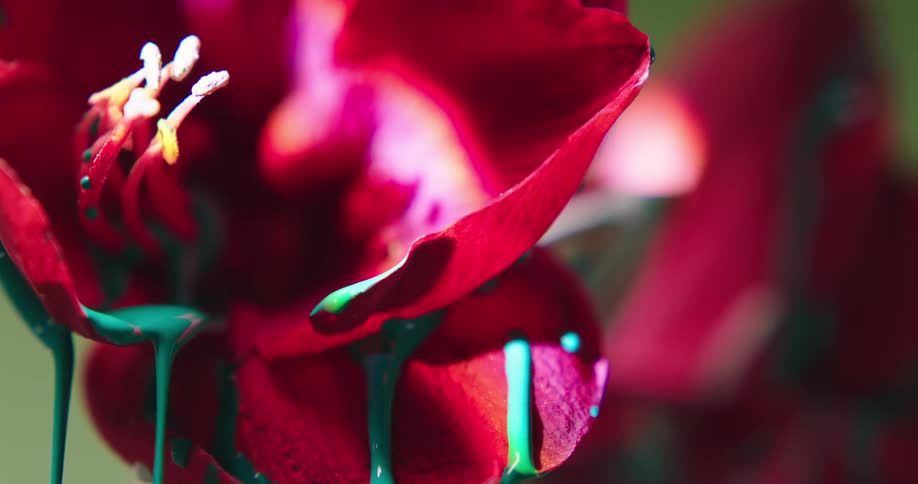 The paint slowly pours from the flower