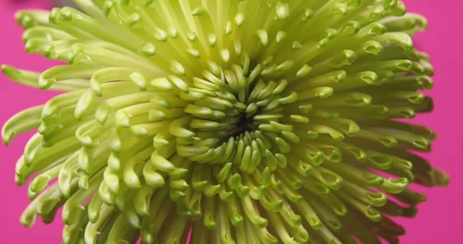 A flower with green petals sits against a bright pink wall
