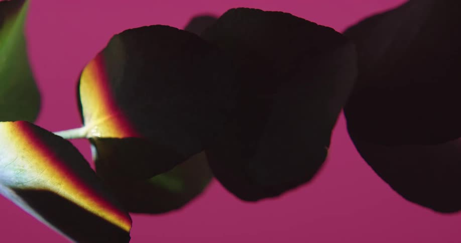 Light passing over small leafs hanging from the stem in front of a pink background